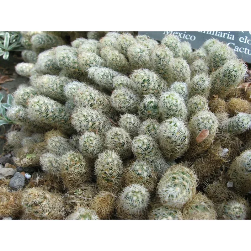 Ladyfinger Cactus - Mammillaria elongata