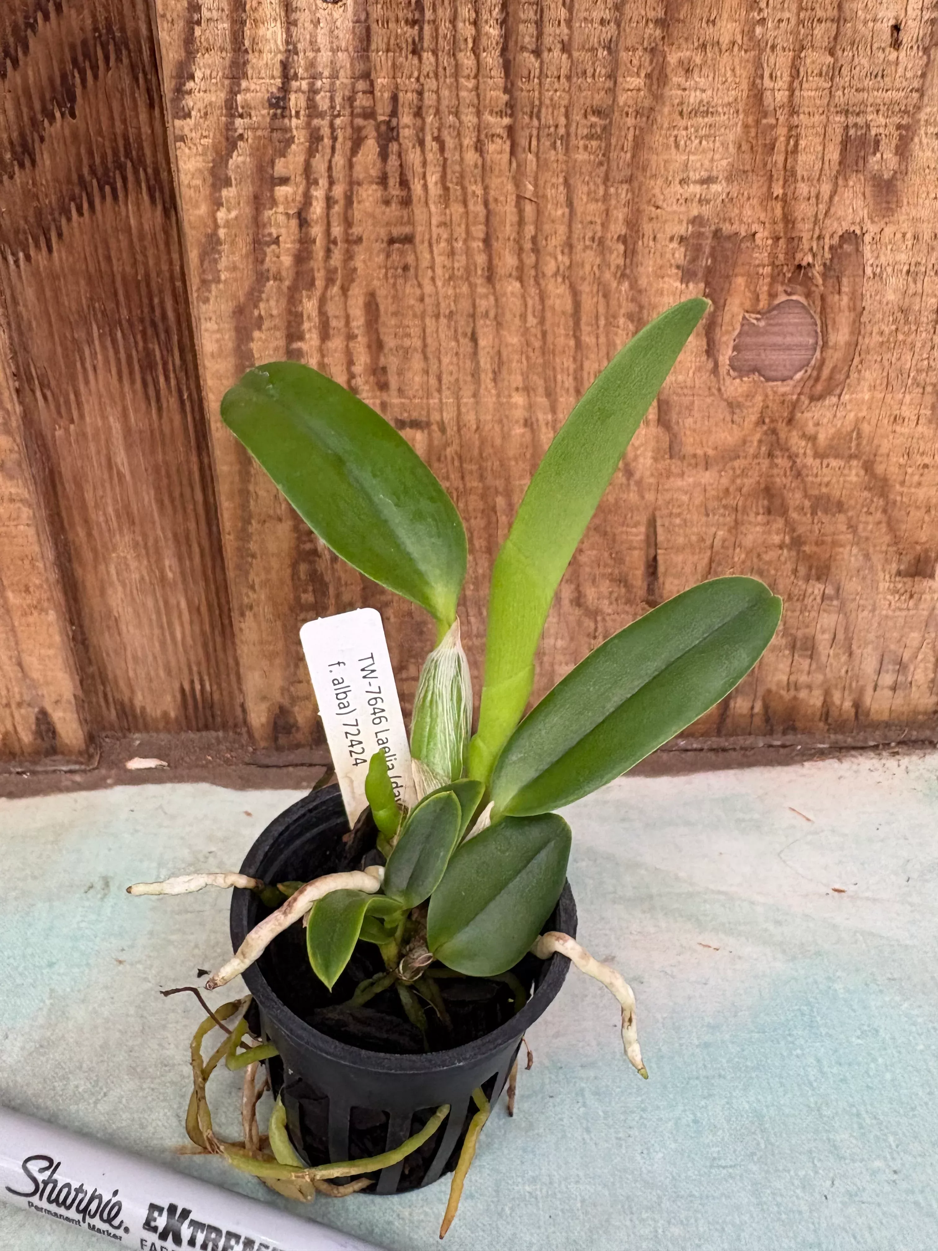 Laelia(dayana x praestans)