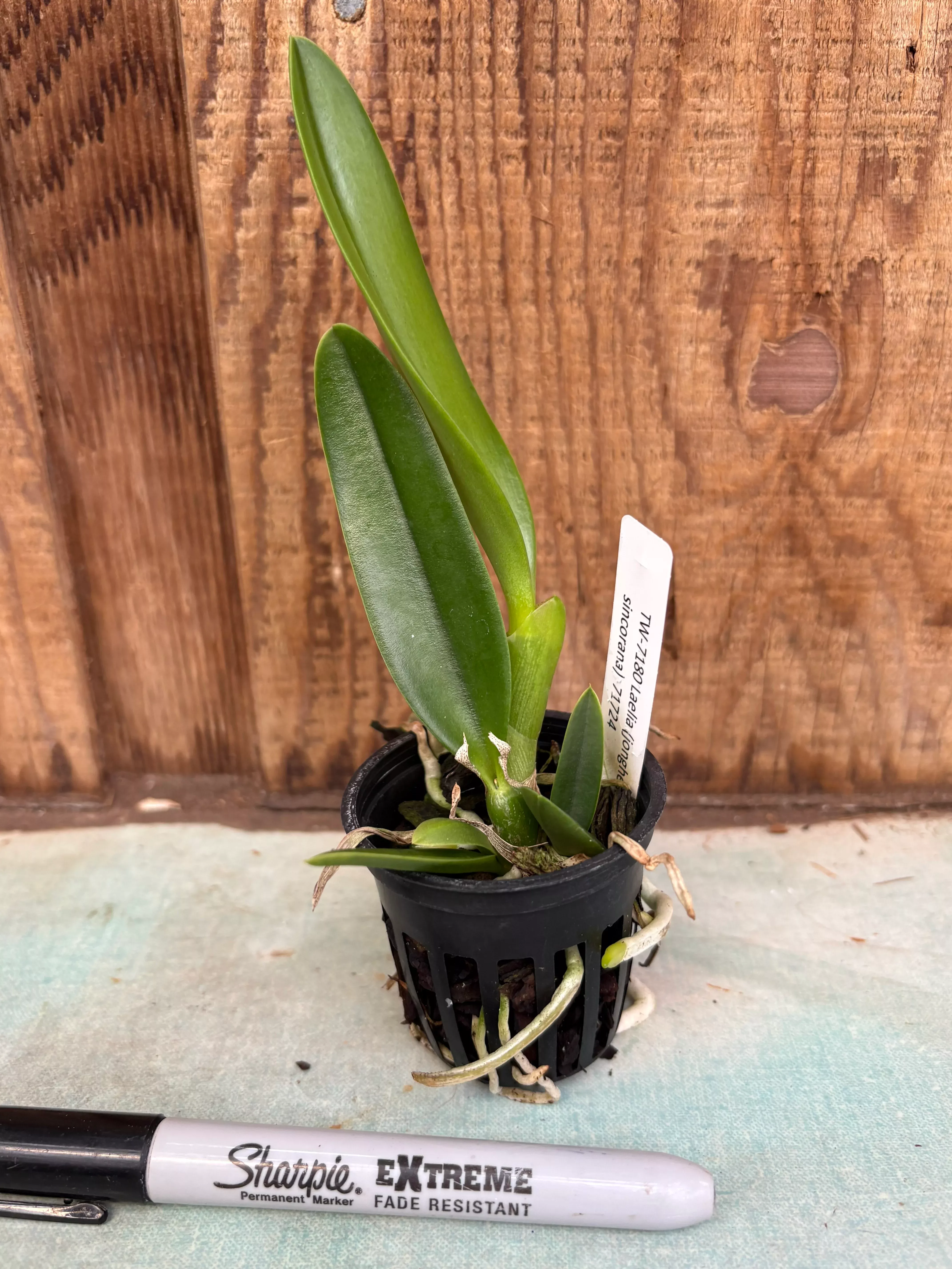 Laelia (jongheana x sincorana)