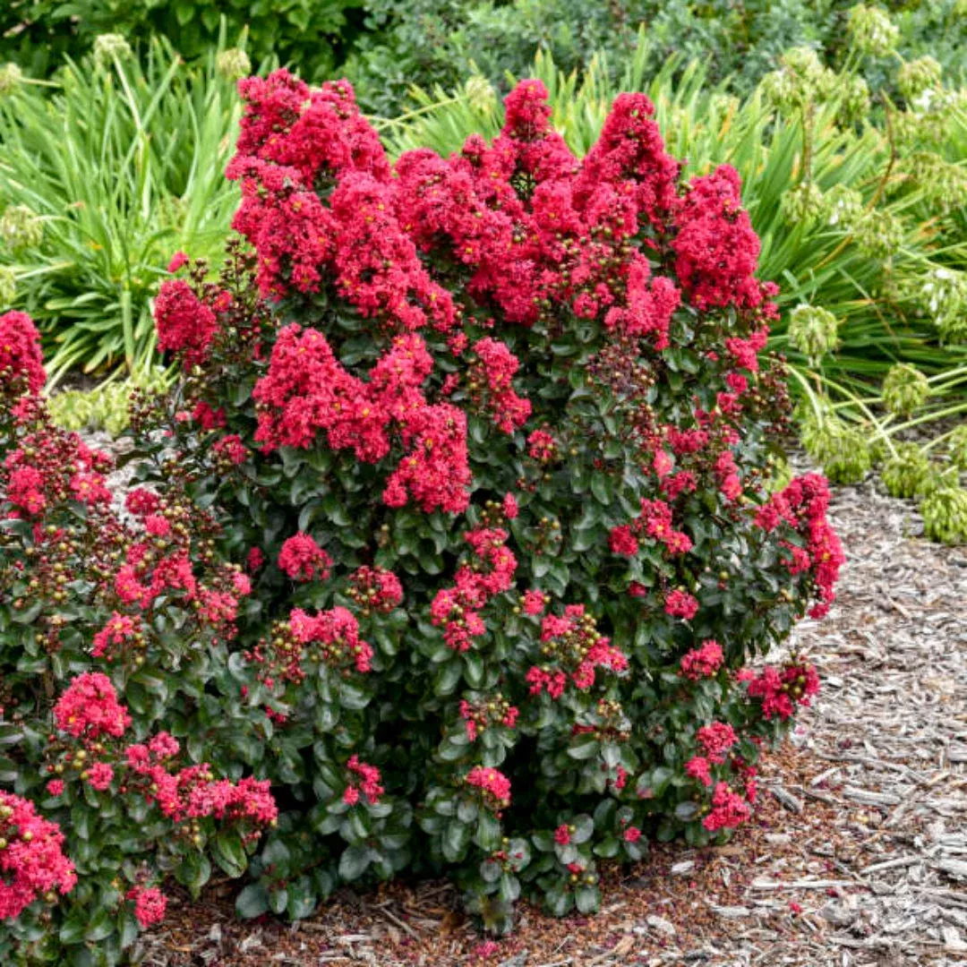 Lagerstroemia Barista ‘Cherry Mocha’ Dwarf Crapemyrtle