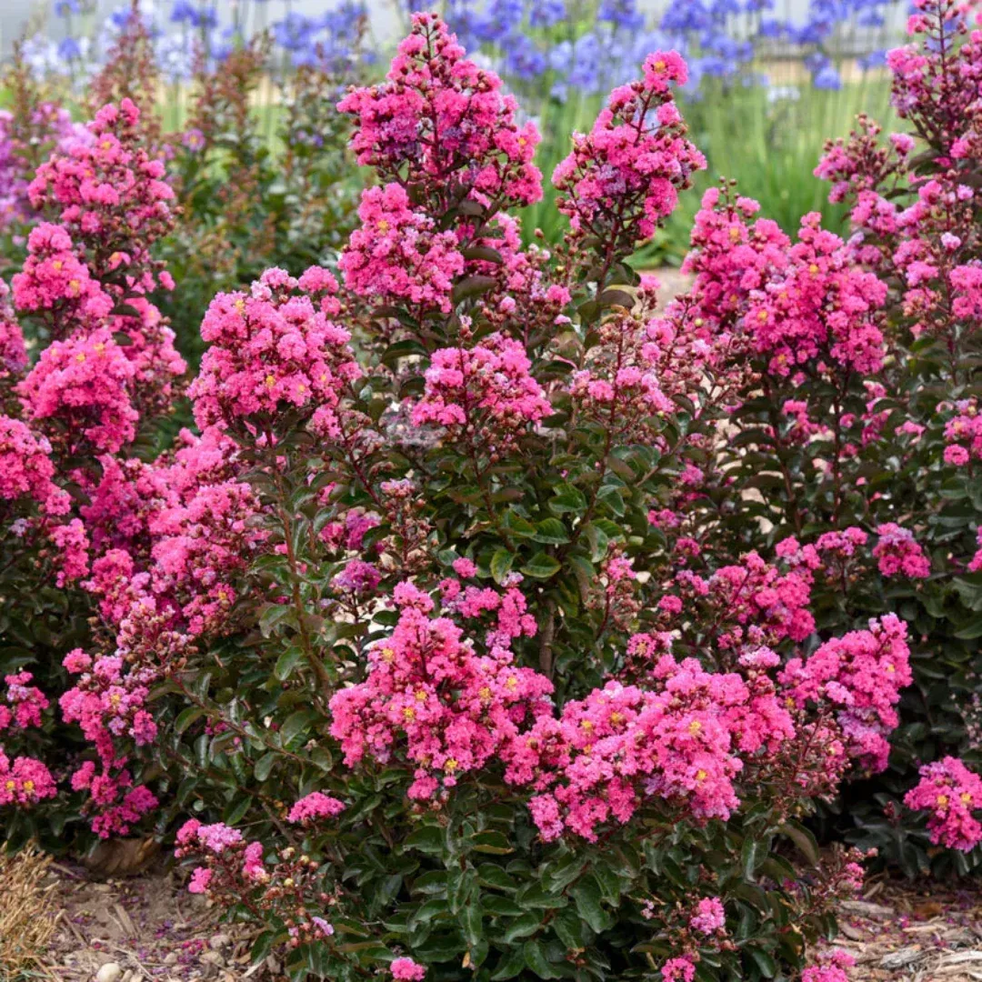 Lagerstroemia Barista ‘Dark Roast’ Dwarf Crapemyrtle
