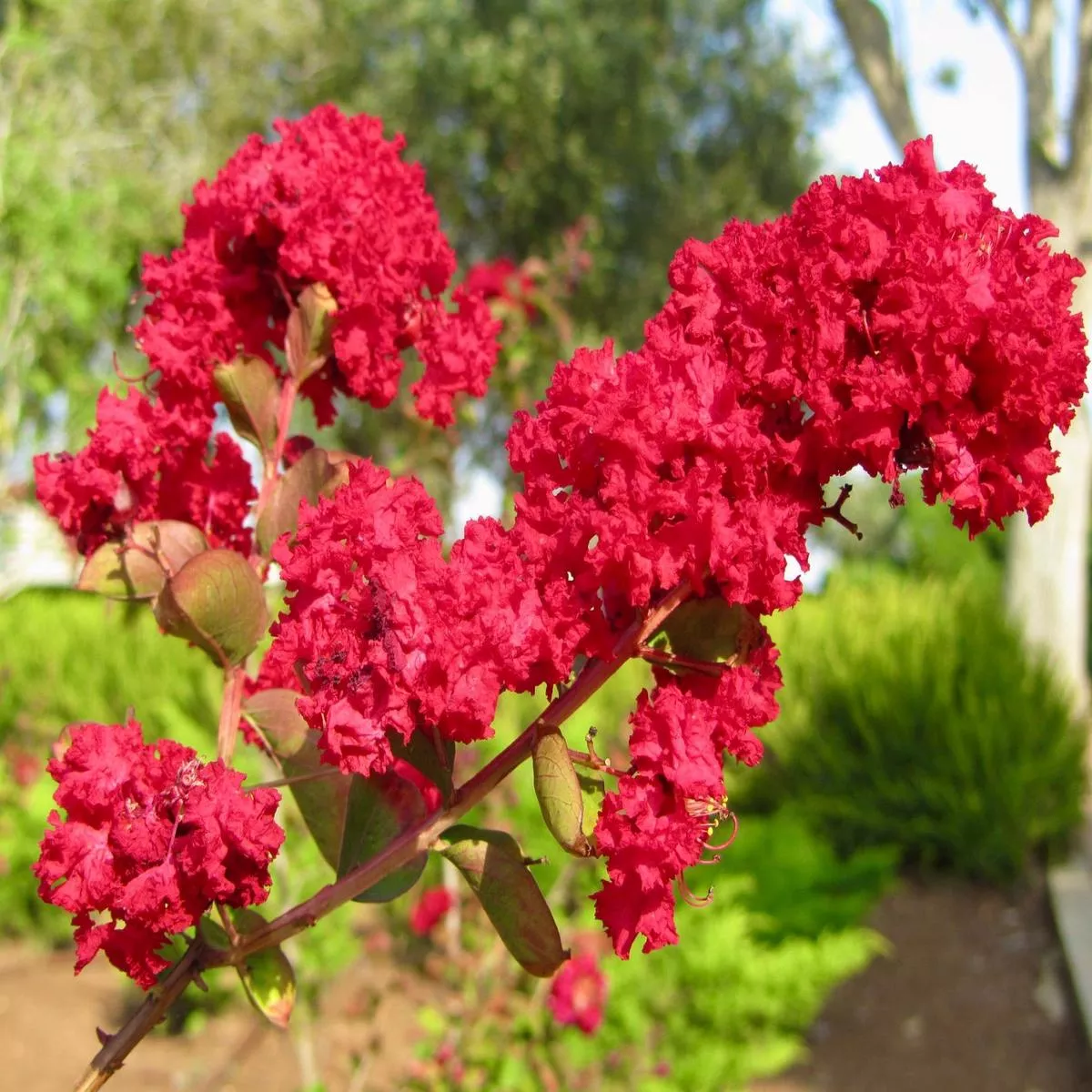 Lagerstroemia indica cv DYNAMITE RED FLOWER