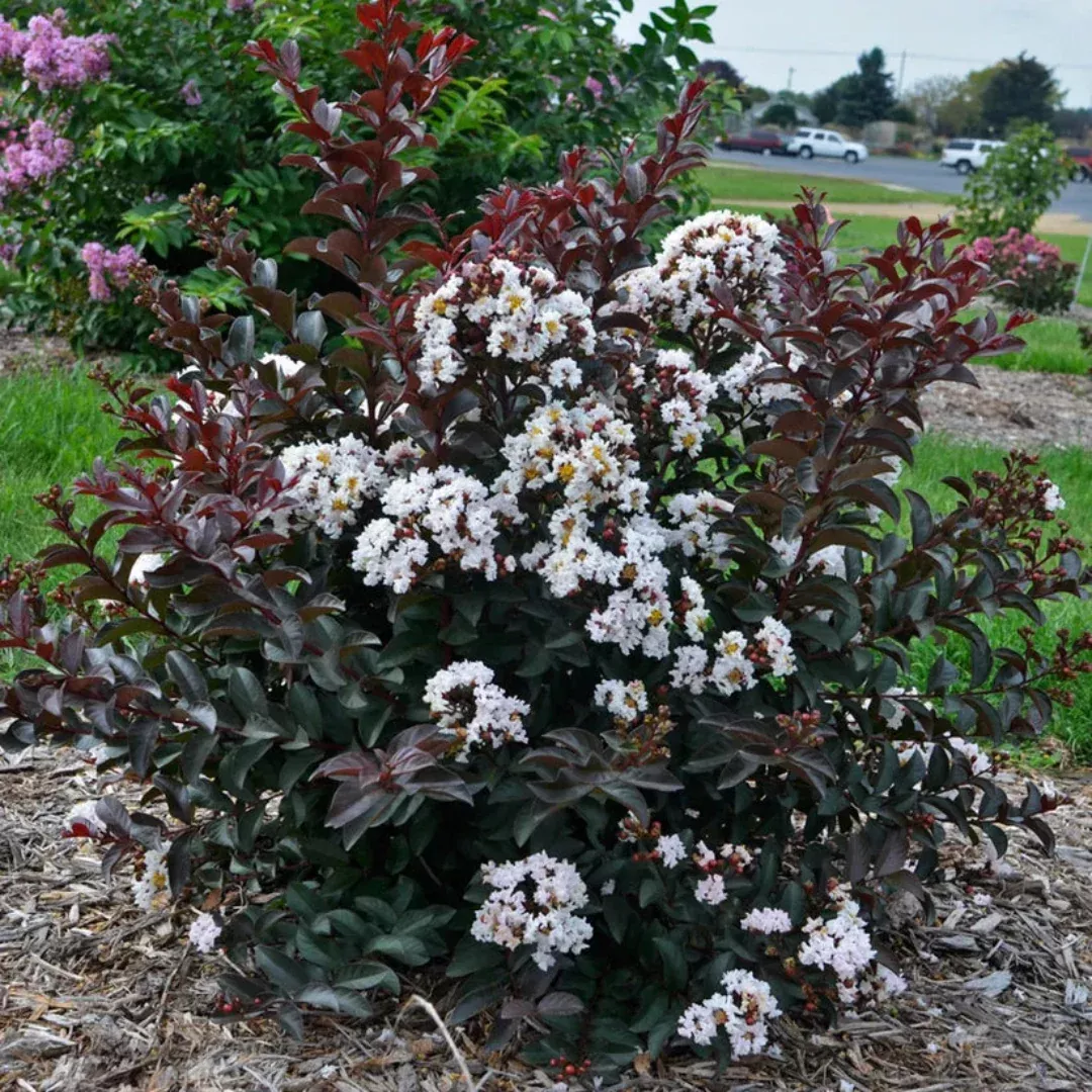 Lagerstroemia ‘Like a Latte’ Dwarf Crapemyrtle