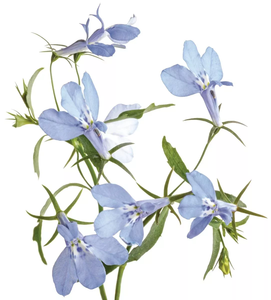 Laguna™ Royale Azure Lobelia