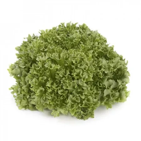 Lalique F1 Crystal Lettuce Pelleted Seed for Hydroponics