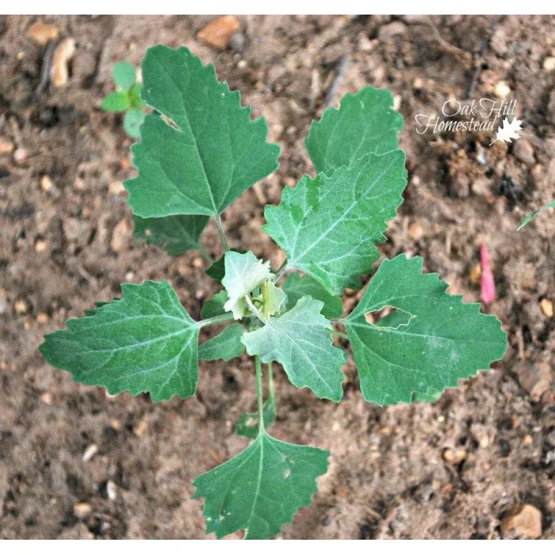 Lambs Quarter Live Plants Set of 3 - Edible Wild Spinach Pigweed - Chenopodium album
