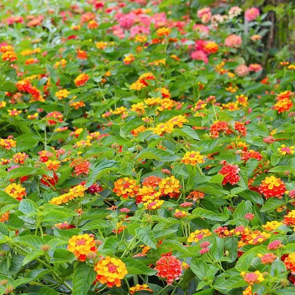 Lantana ‘Irene’