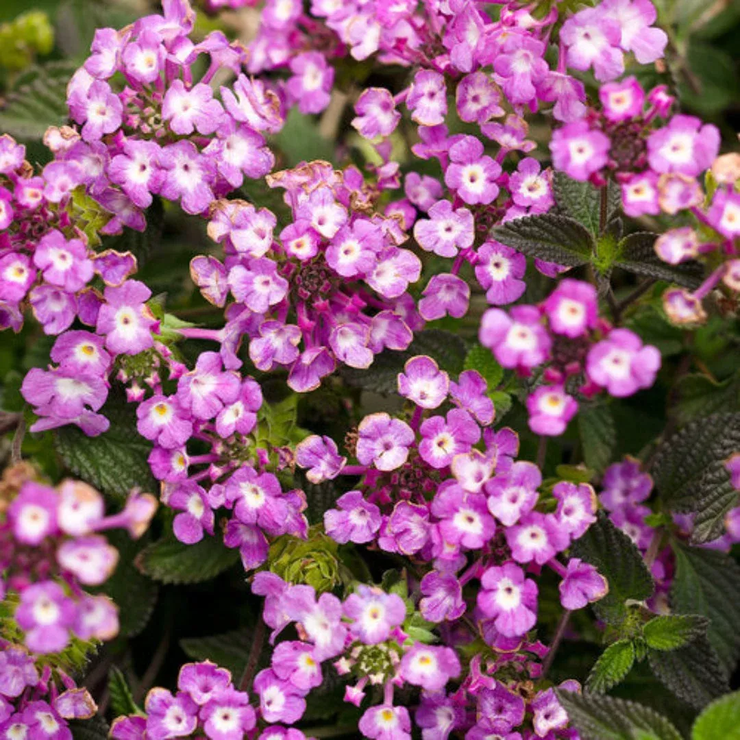 Lantana ‘Luscious Grape’ – [EG]