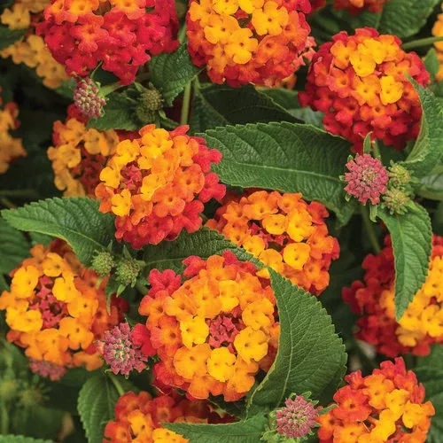 Lantana, Luscious Series