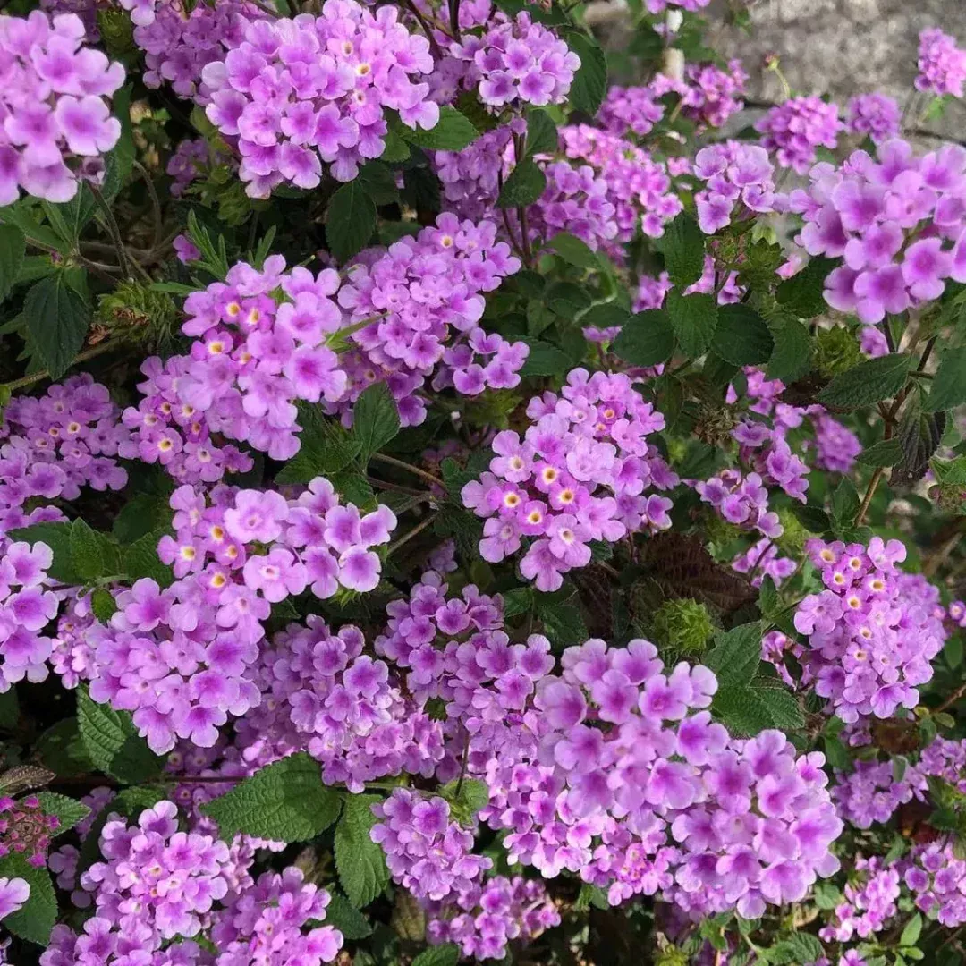 Lantana Montevidensis ‘Trailing Purple