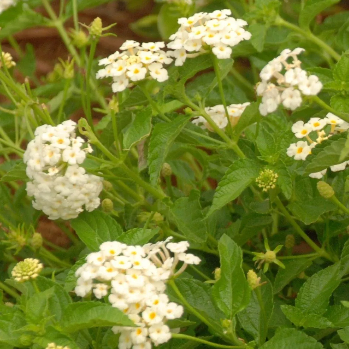Lantana montevidensis ‘Trailing White’