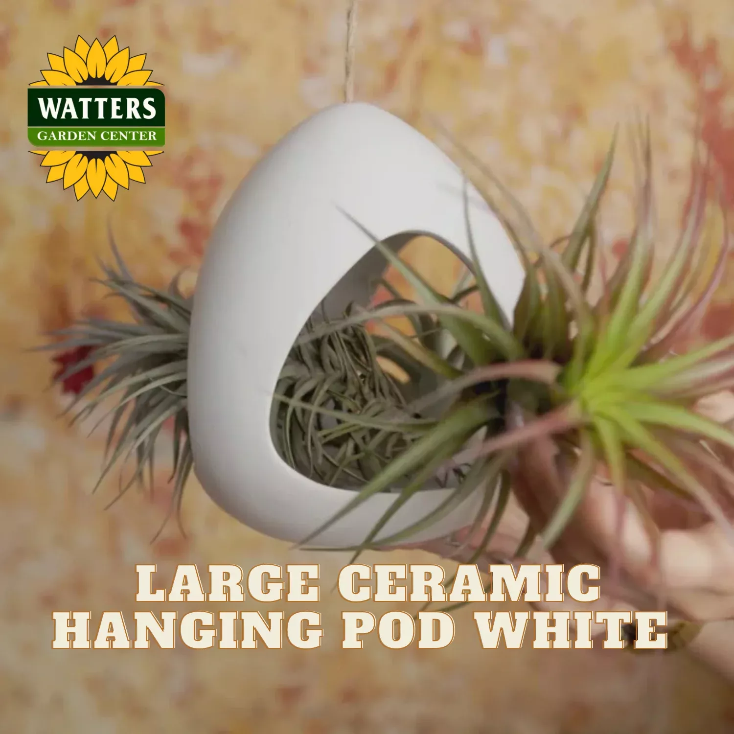 Large Ceramic Hanging Pod White and Two Assorted Tillandsia Plants