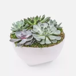 Large Taliah Succulent Garden