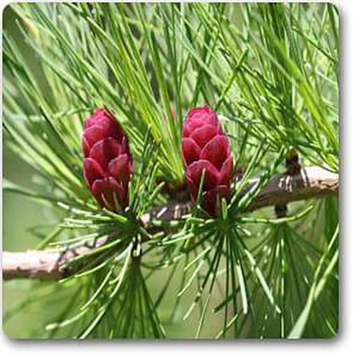 Larix laricina – Plant – Default Title