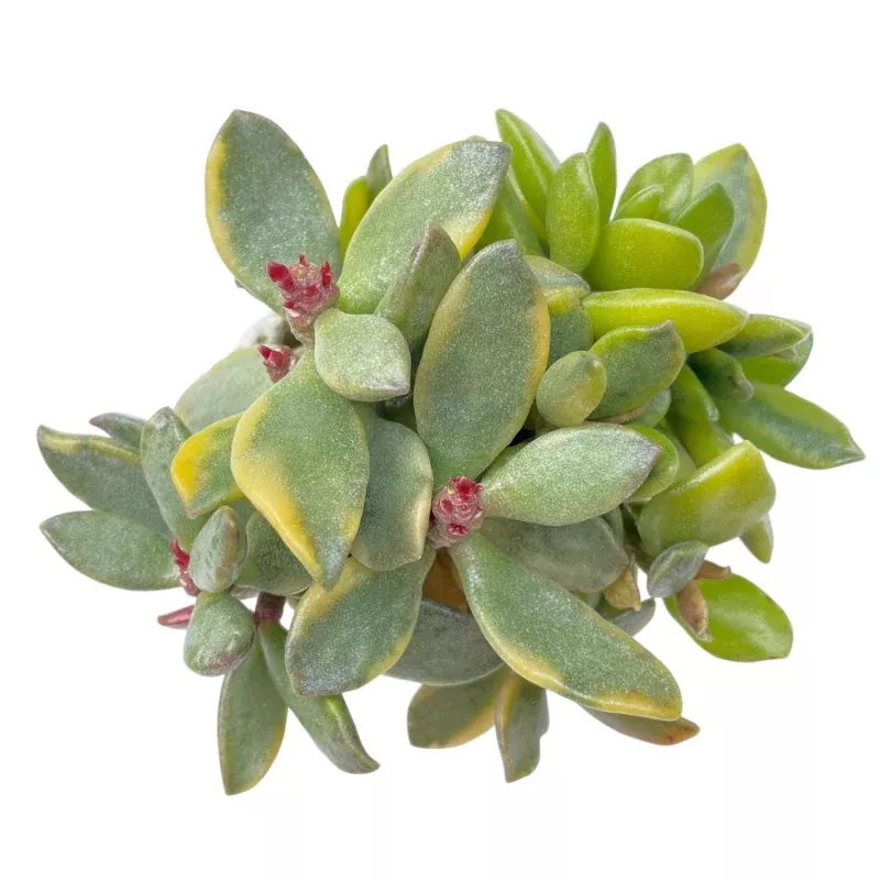 LAST CHANCE! Adromischus Hemisphaericus Variegata