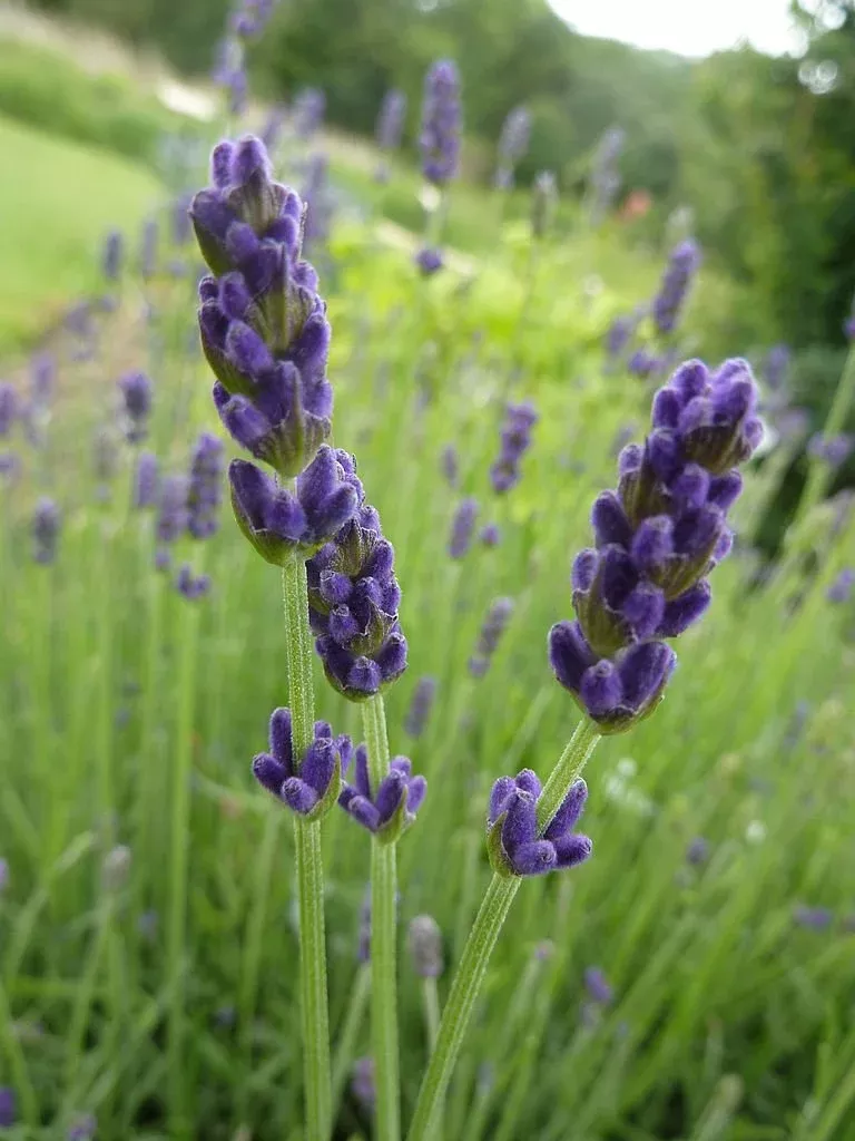 Lavandula angustifolia 'Hidcote Superior' | English lavender