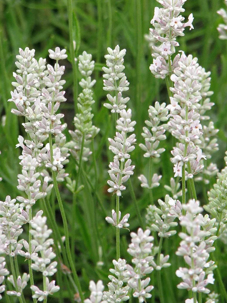 Lavandula angustifolia 'Rosea' | English lavender
