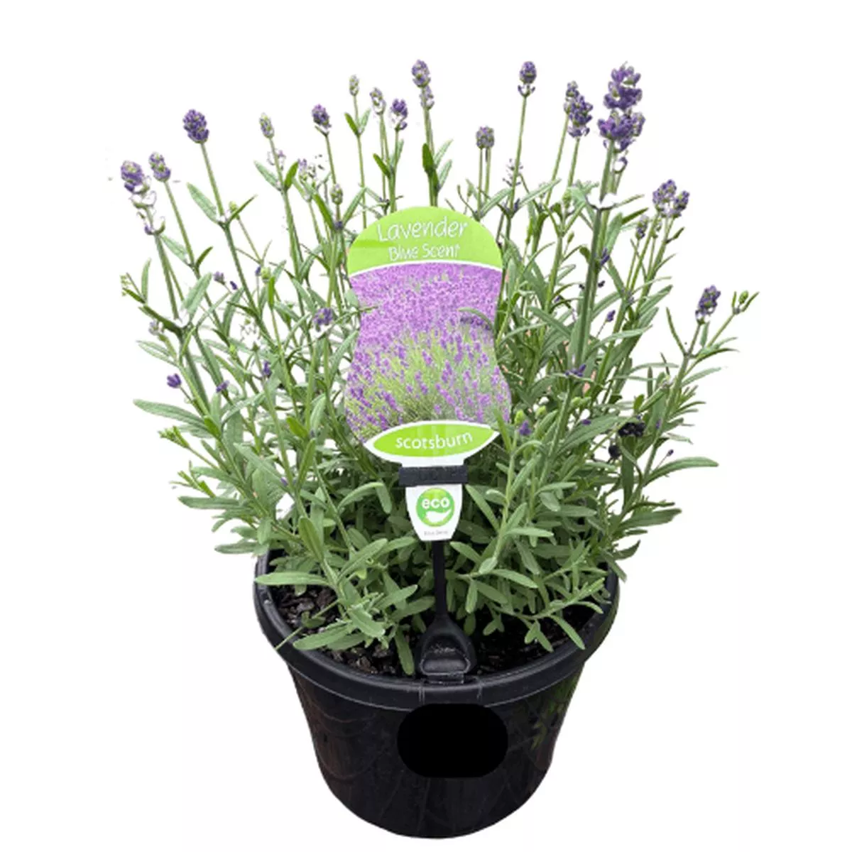 Lavender Blue Scent