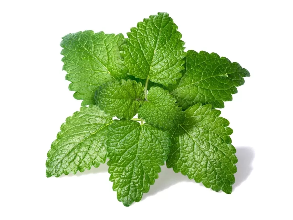 Lemon Balm Lemon Balm