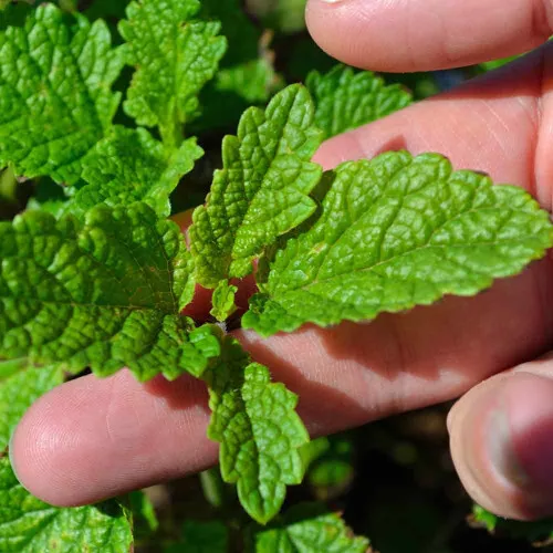 Lemon Balm Seeds - (Melissa officinalis)