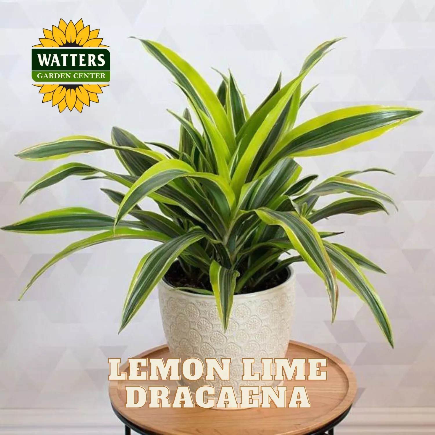 LEMON LIME DRACAENA 8in