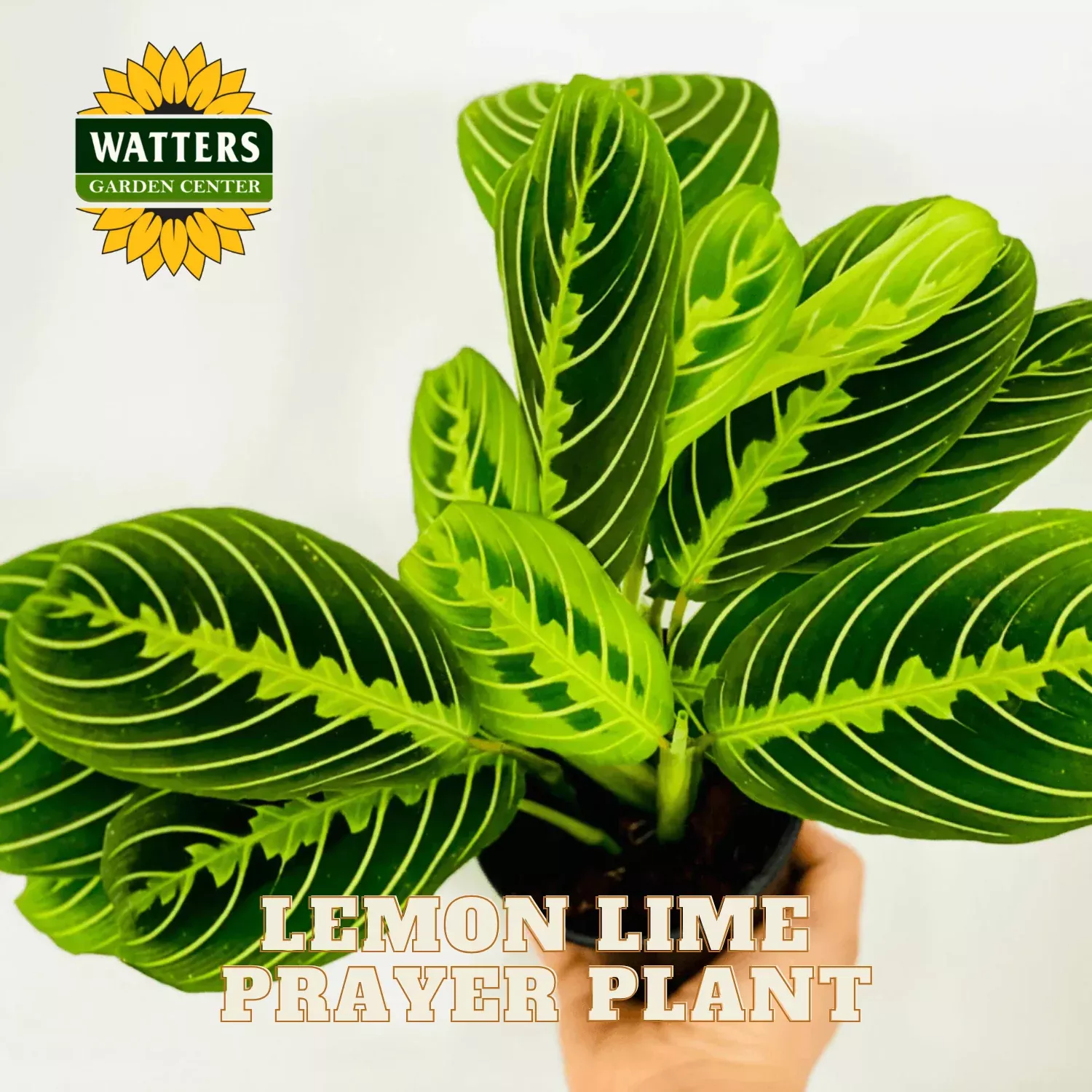 LEMON LIME PRAYER PLANT 6in