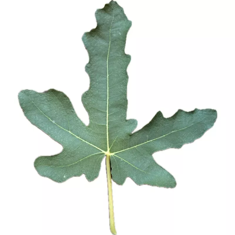 Leon's Montenegro Fig