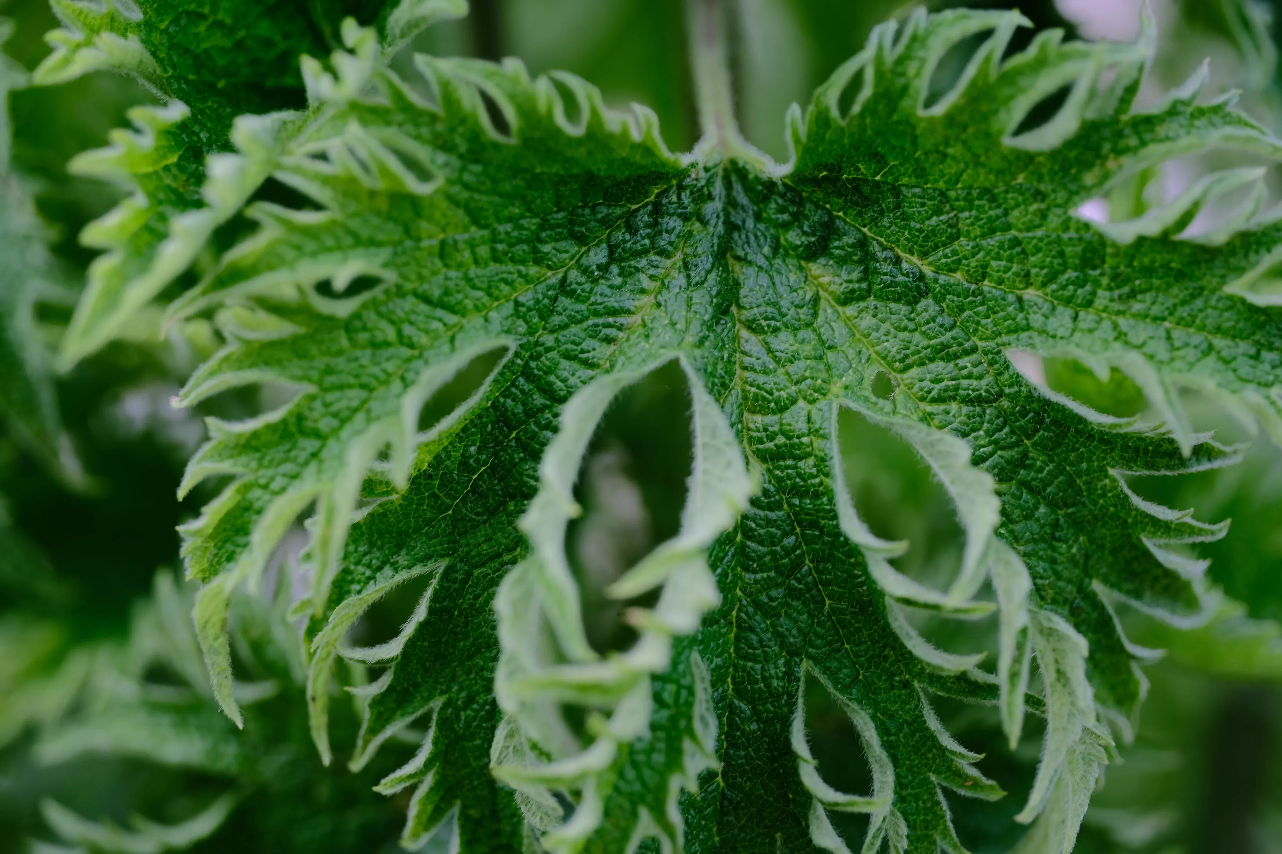 Leonurus cardiaca 'Grobbebol' | motherwort