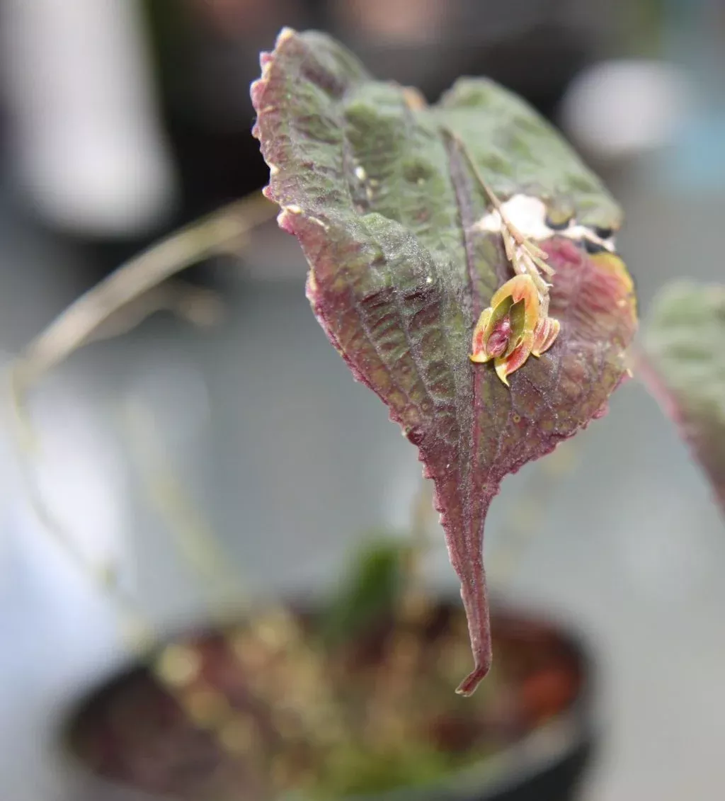 Lepanthes Corrugata seedling