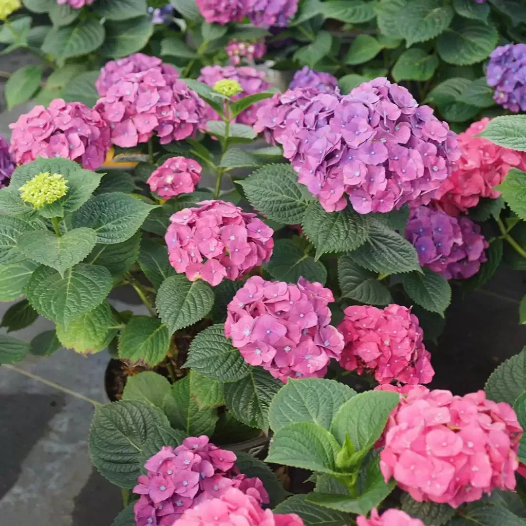 Let’s Dance Big Band Reblooming hydrangea