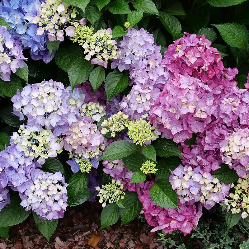 Let’s Dance Lovable Bigleaf Hydrangea