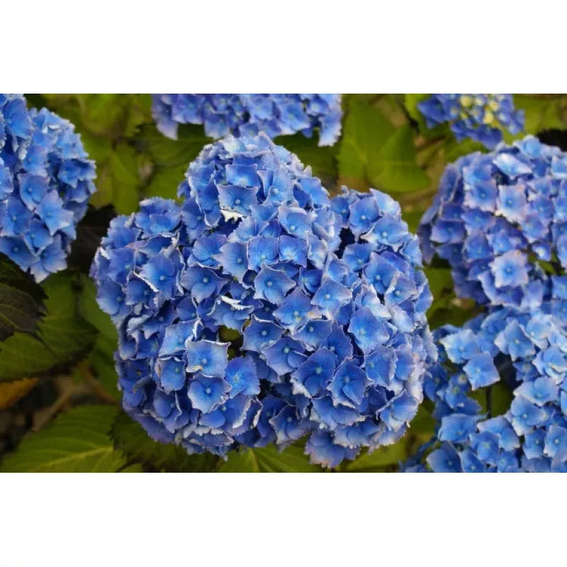 “Let’s Dance” Rhythmic Blue Hydrangea (1 Gallon) – Reblooming sky-blue flowers provide color and vibrance for months!