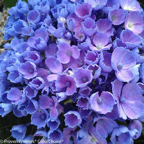 Let's Dance Rhythmic Blue Hydrangea