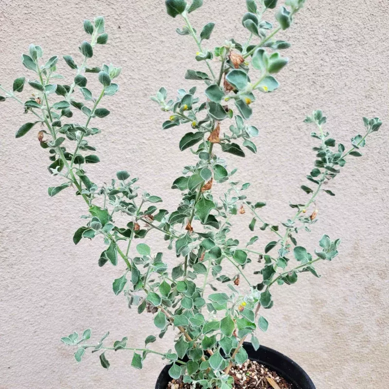 Leucophyllum pruinosum - 'Sierra Bouquet' Texas sage