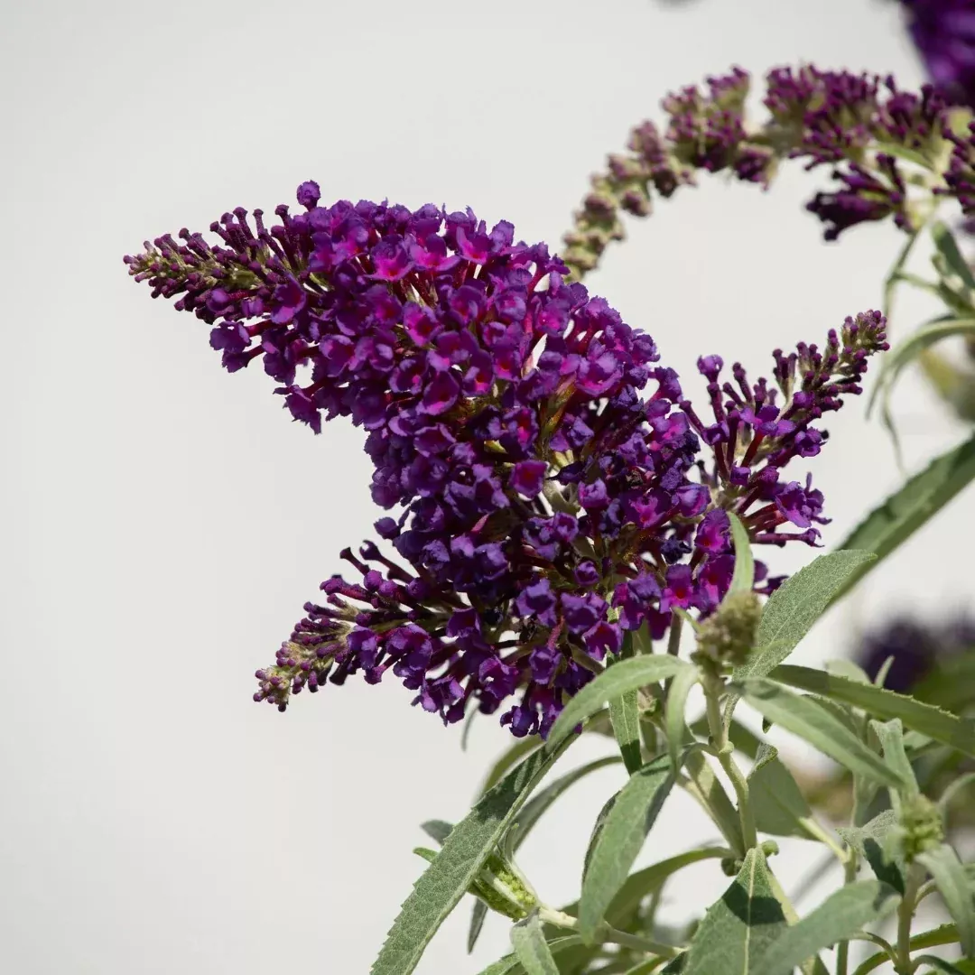 Li’l Grape Butterfly Bush – Compact Deep Purple Fragrant Pollinator Shrub (Buddleia ‘Li’l Grape’)