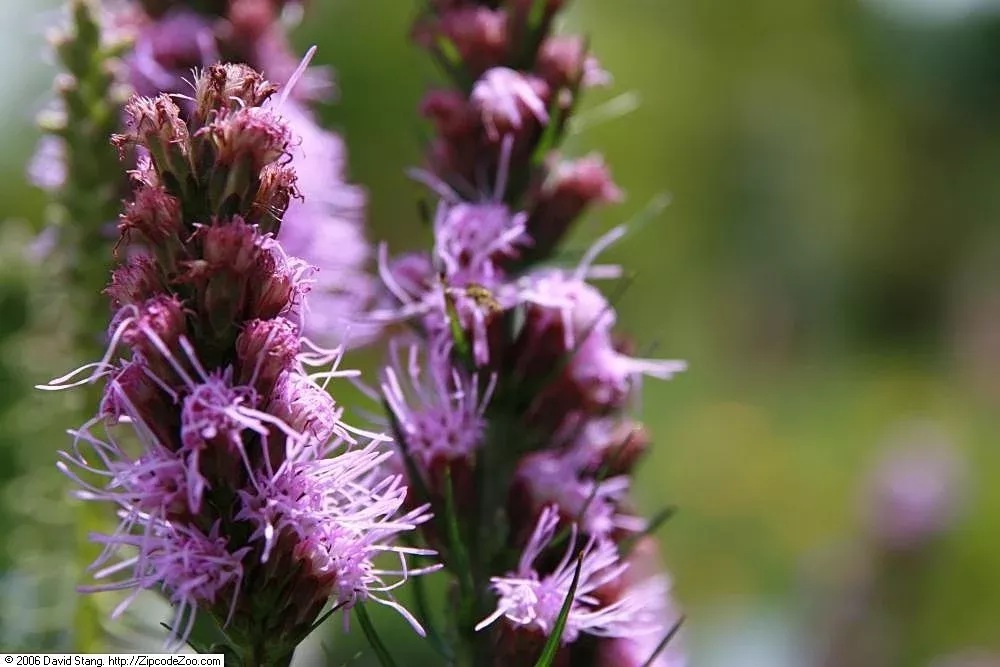 Liatris spicata 'Floristan Violet' | blazing star