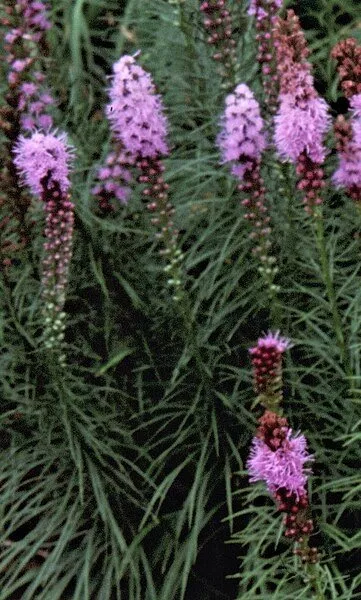 Liatris spicata 'Kobold Strain' | blazing star