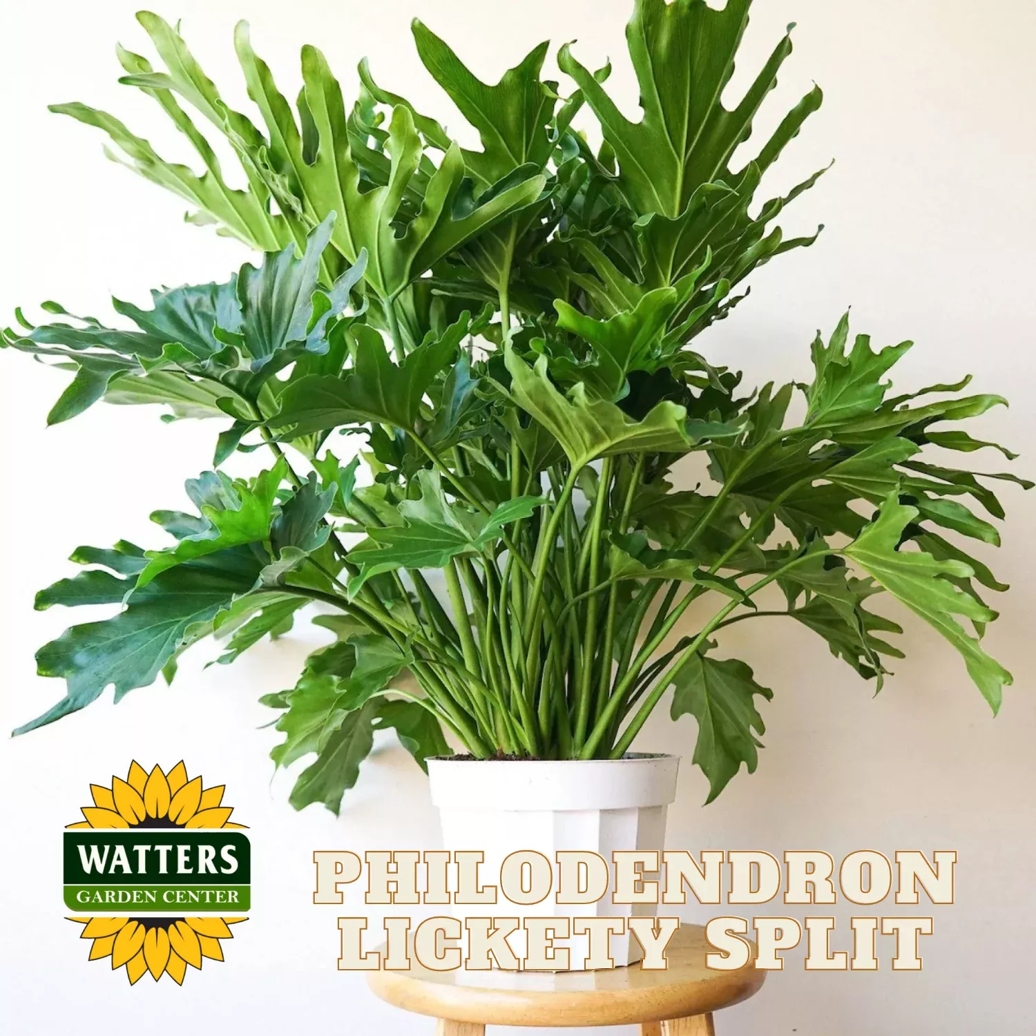 LICKETY SPLIT PHILODENDRON 8in