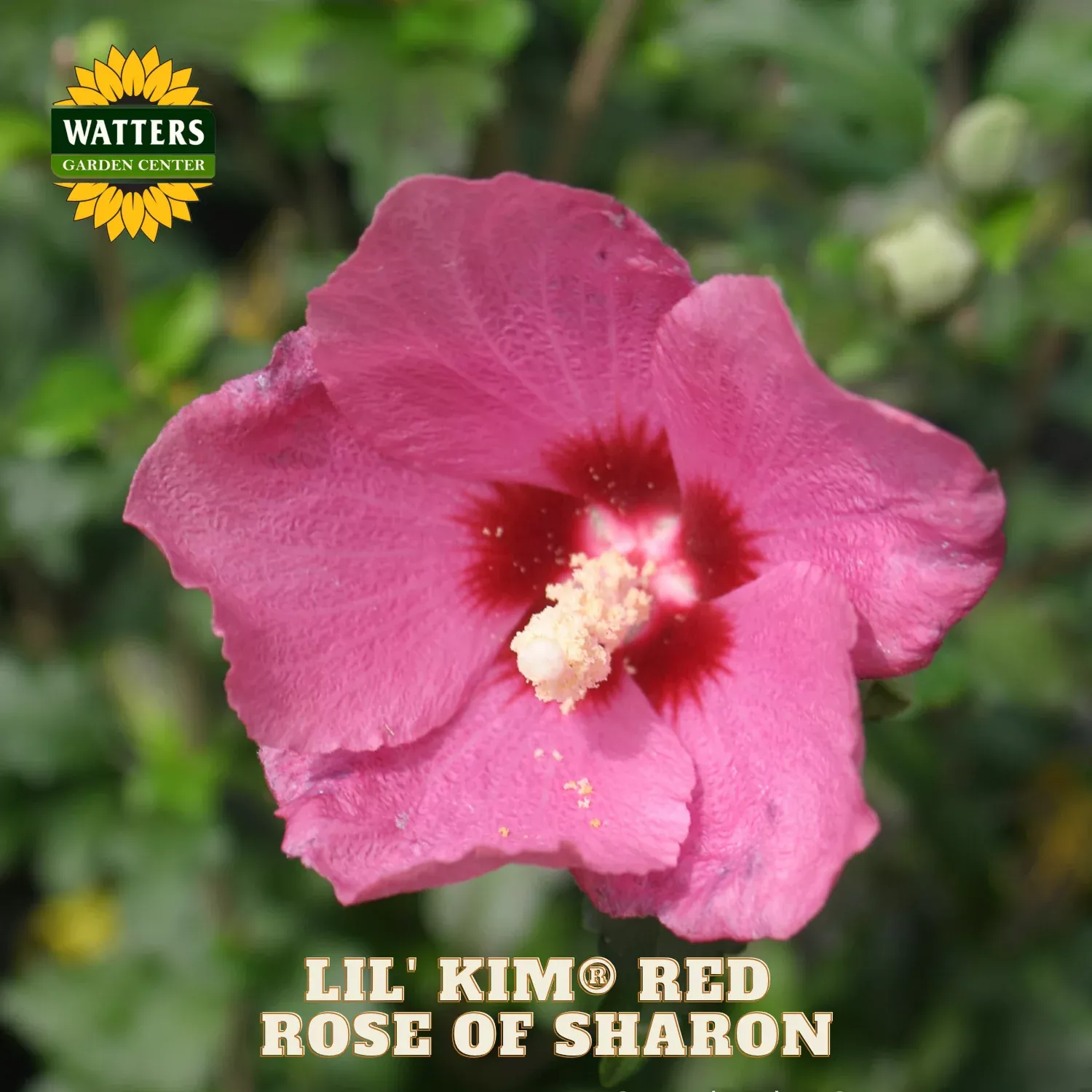 Lil’ Kim Red Rose of Sharon (HIBISCUS S. LIL KIM RED) – 2 gallon