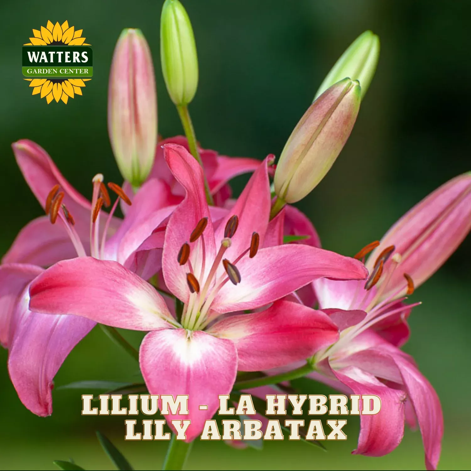 Lilium – LA Hybrid Lily Arbatax
