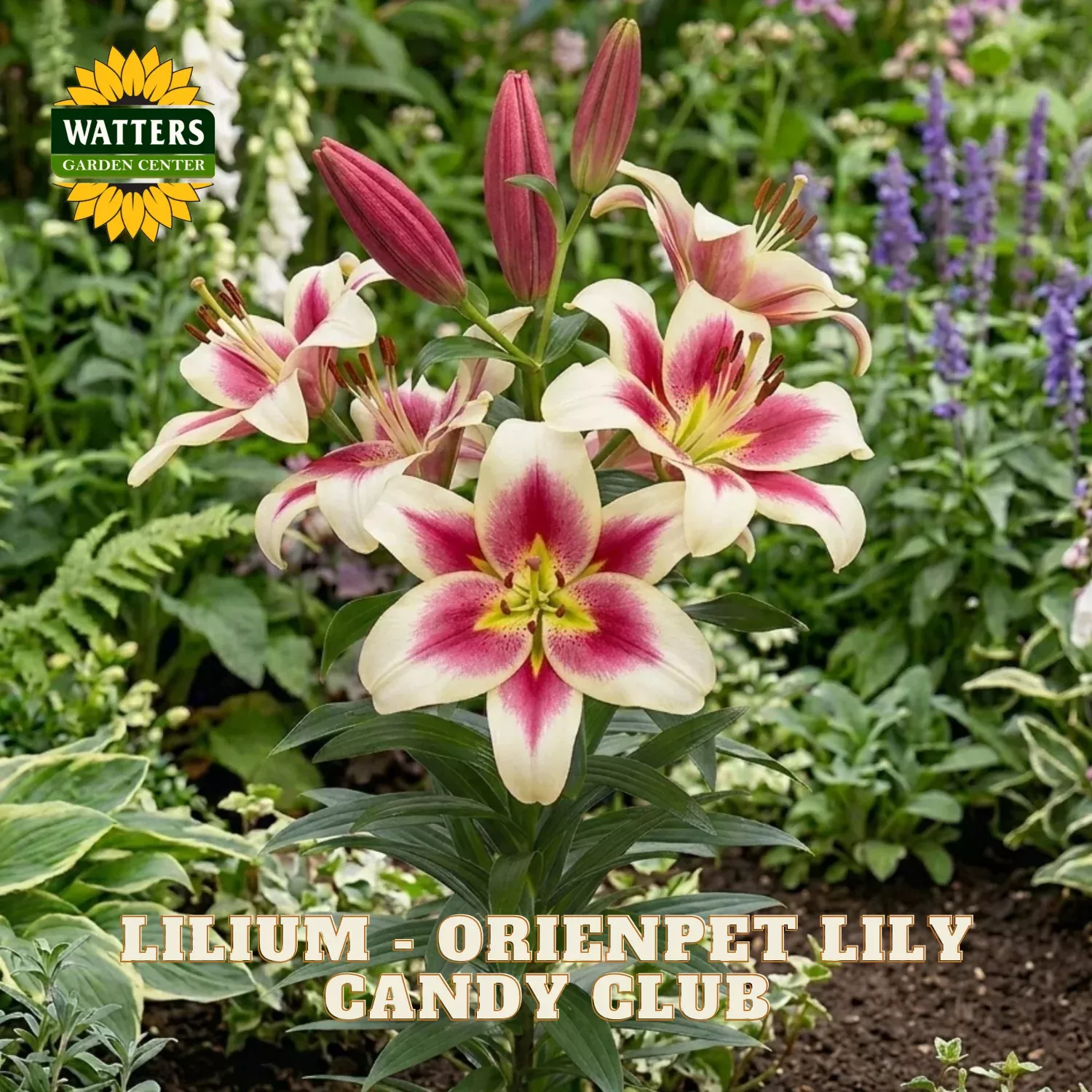 Lilium – Orienpet Lily Candy Club