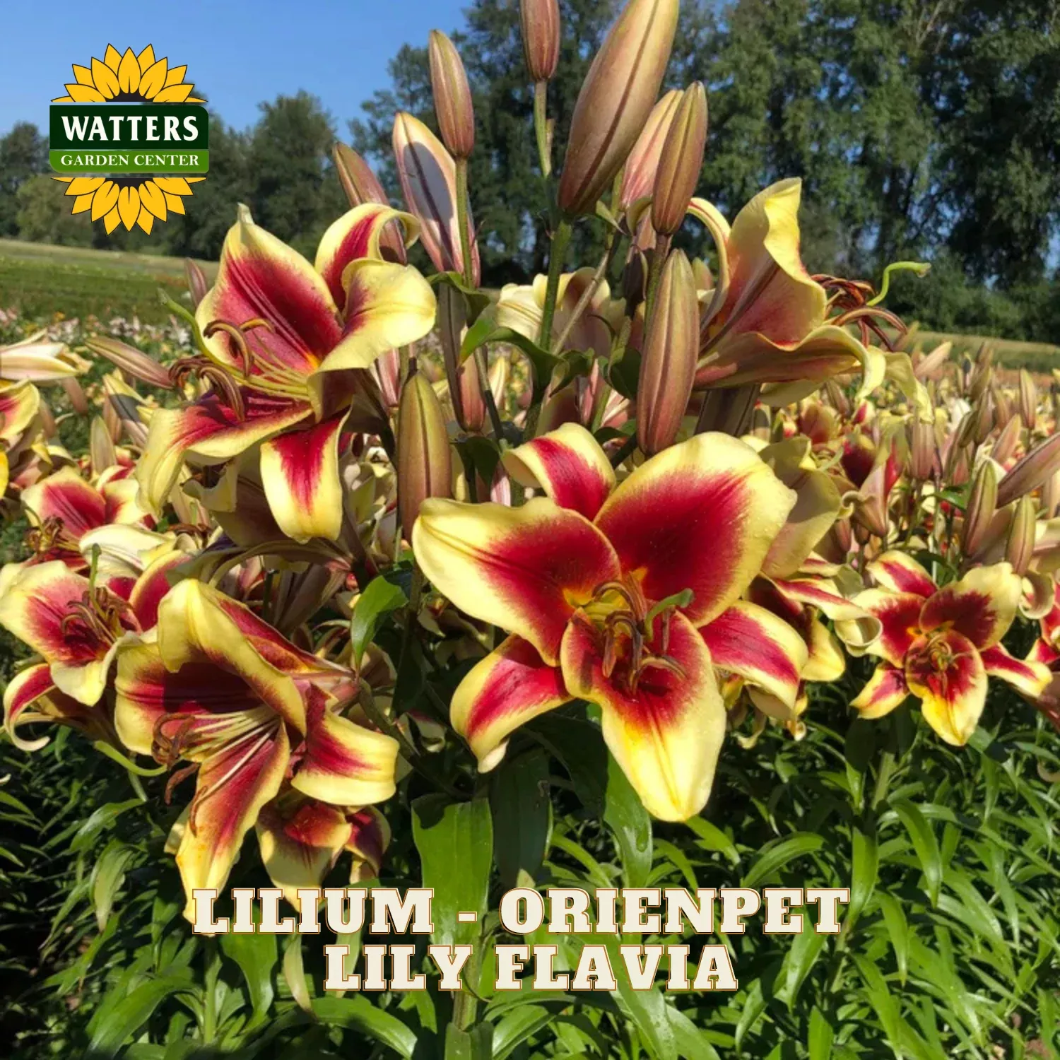 Lilium – Orienpet Lily Flavia