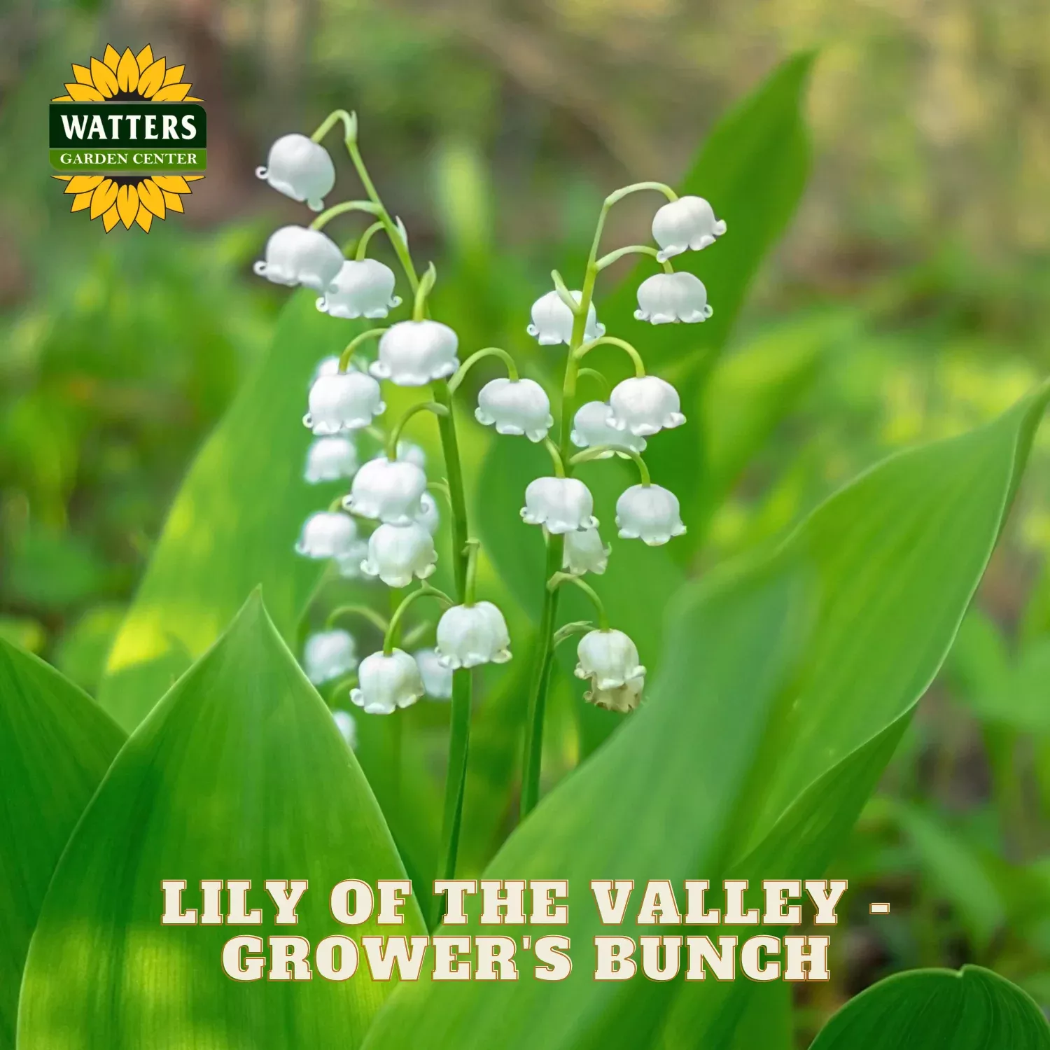 Lily of the Valley – Grower’s Bunch