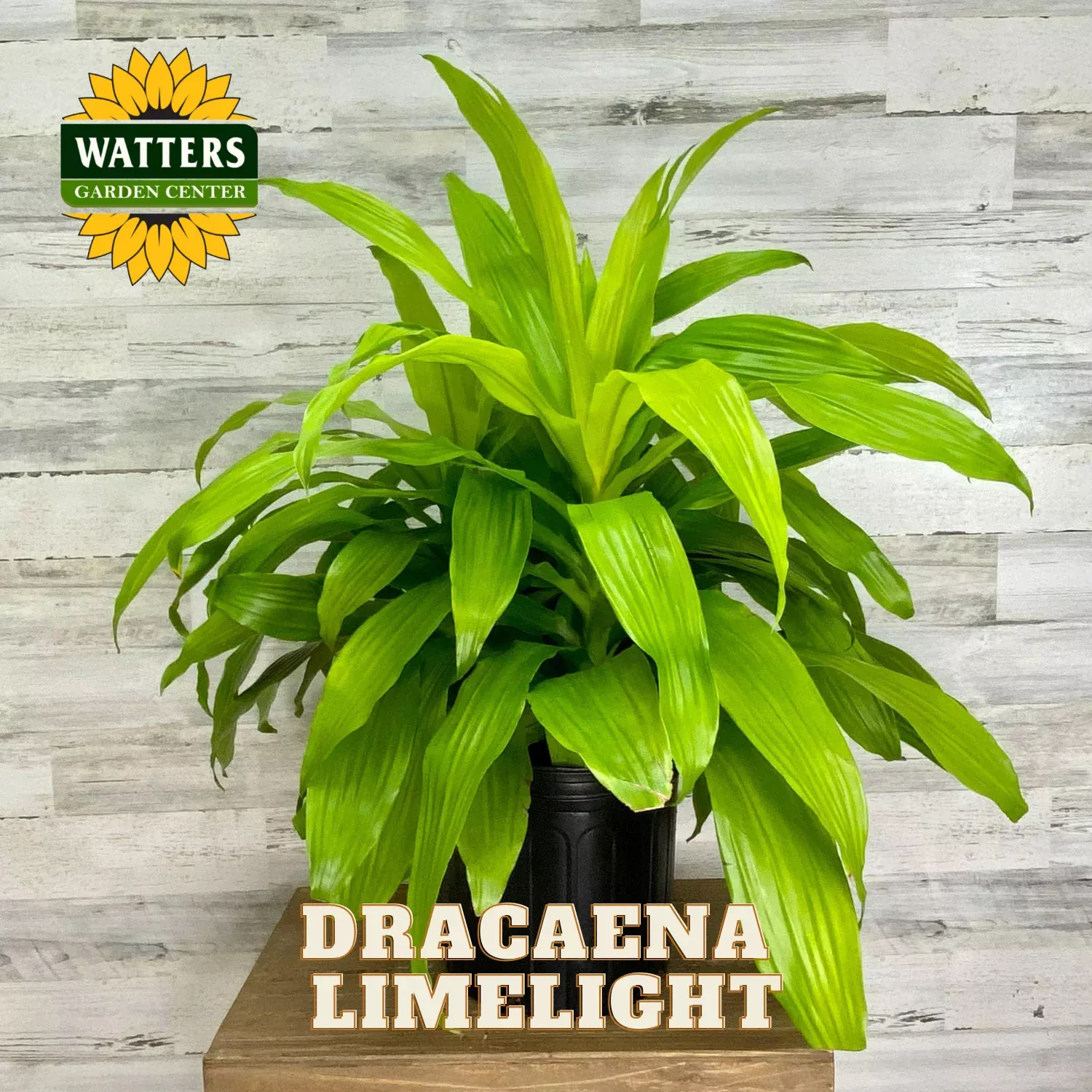 LIMELIGHT DRACAENA 8in