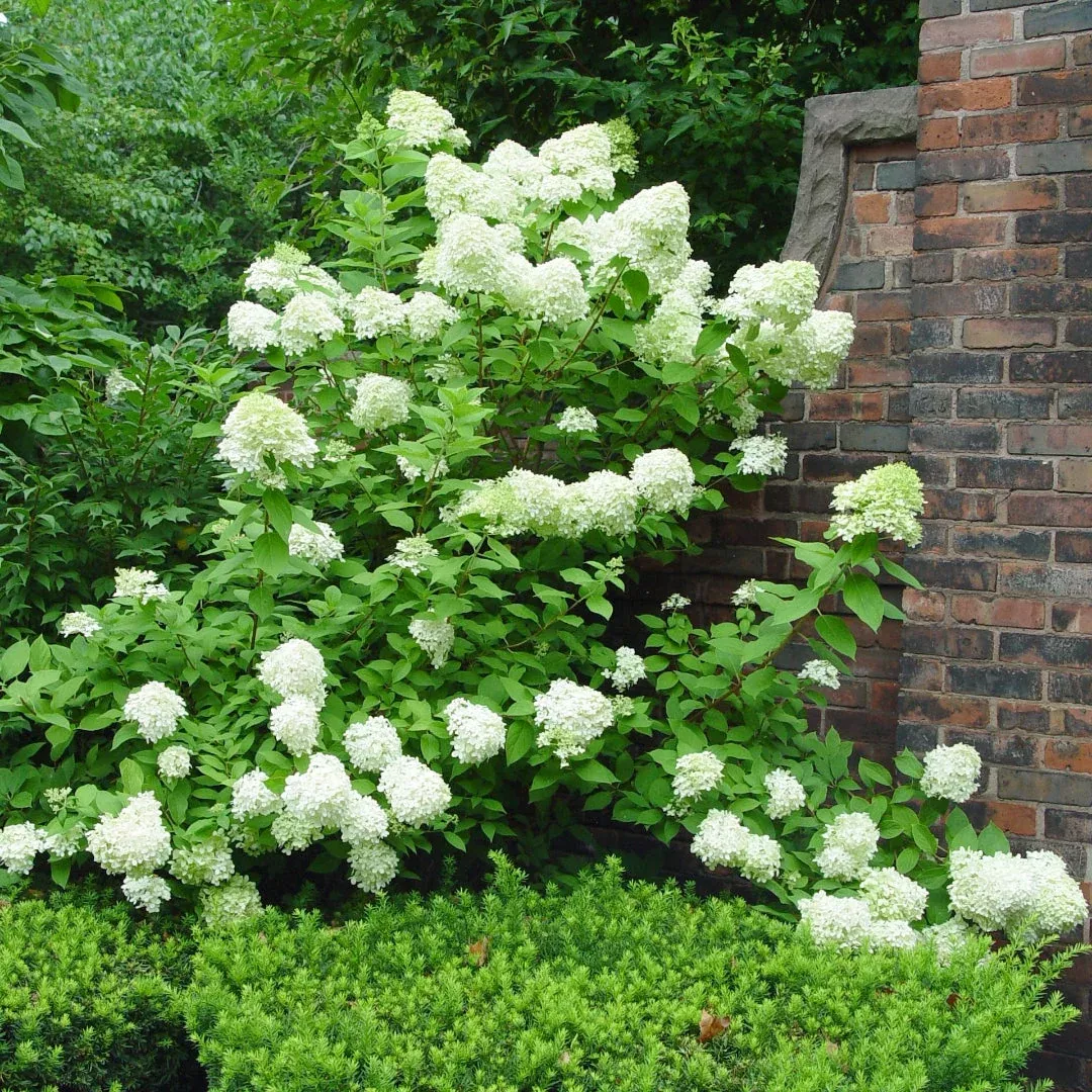 Limelight Hydrangea Tree Form – Lime-Green to Pink Standard (Hydrangea paniculata ‘Limelight’)