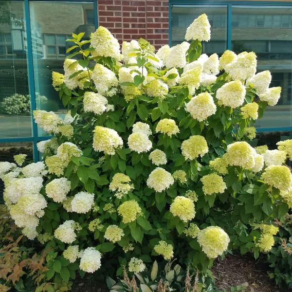 ‘Limelight’ Panicle Hydrangea