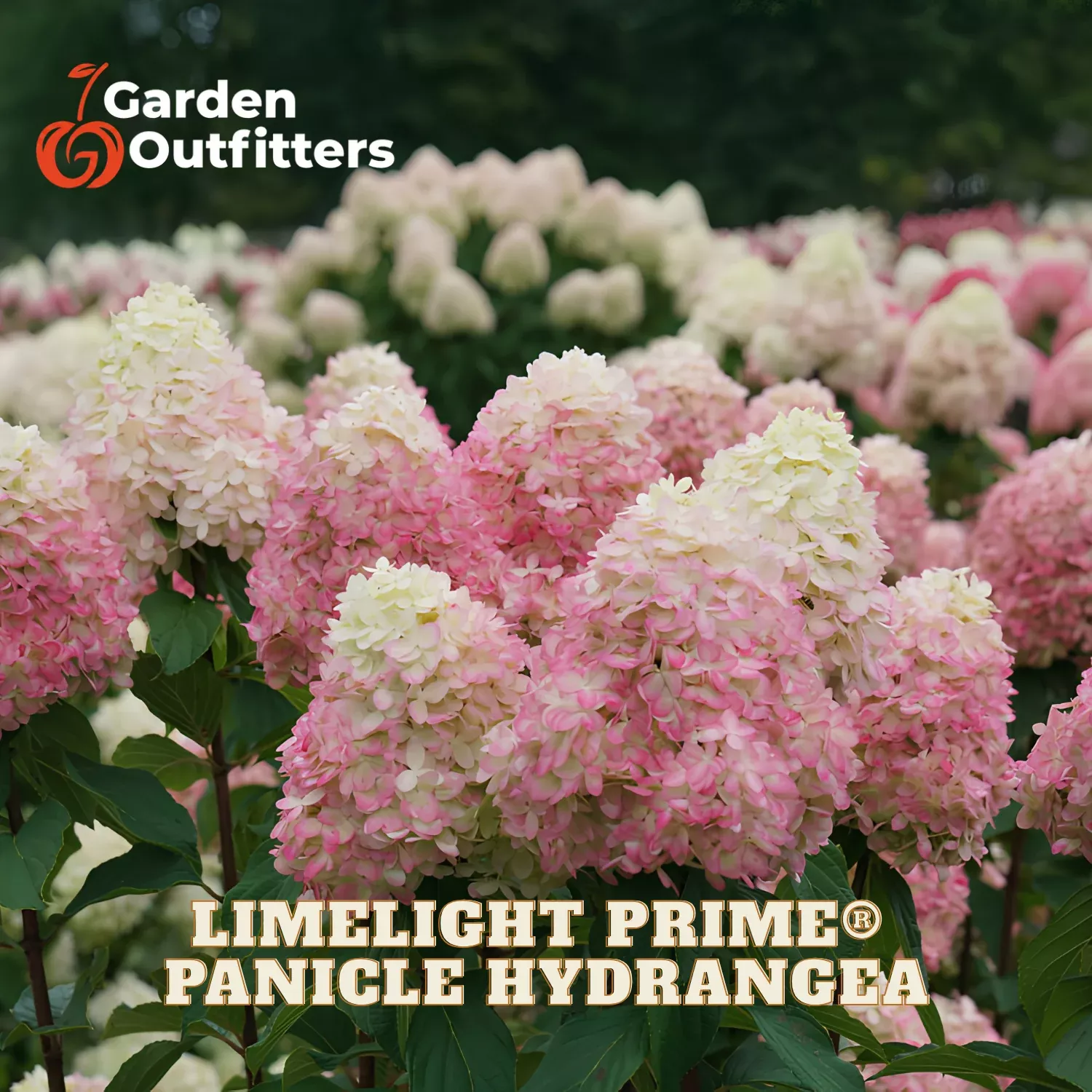 Limelight Prime Panicle Hydrangea (Hydrangea 'P Limelight Prime') - 1 gallon 24"