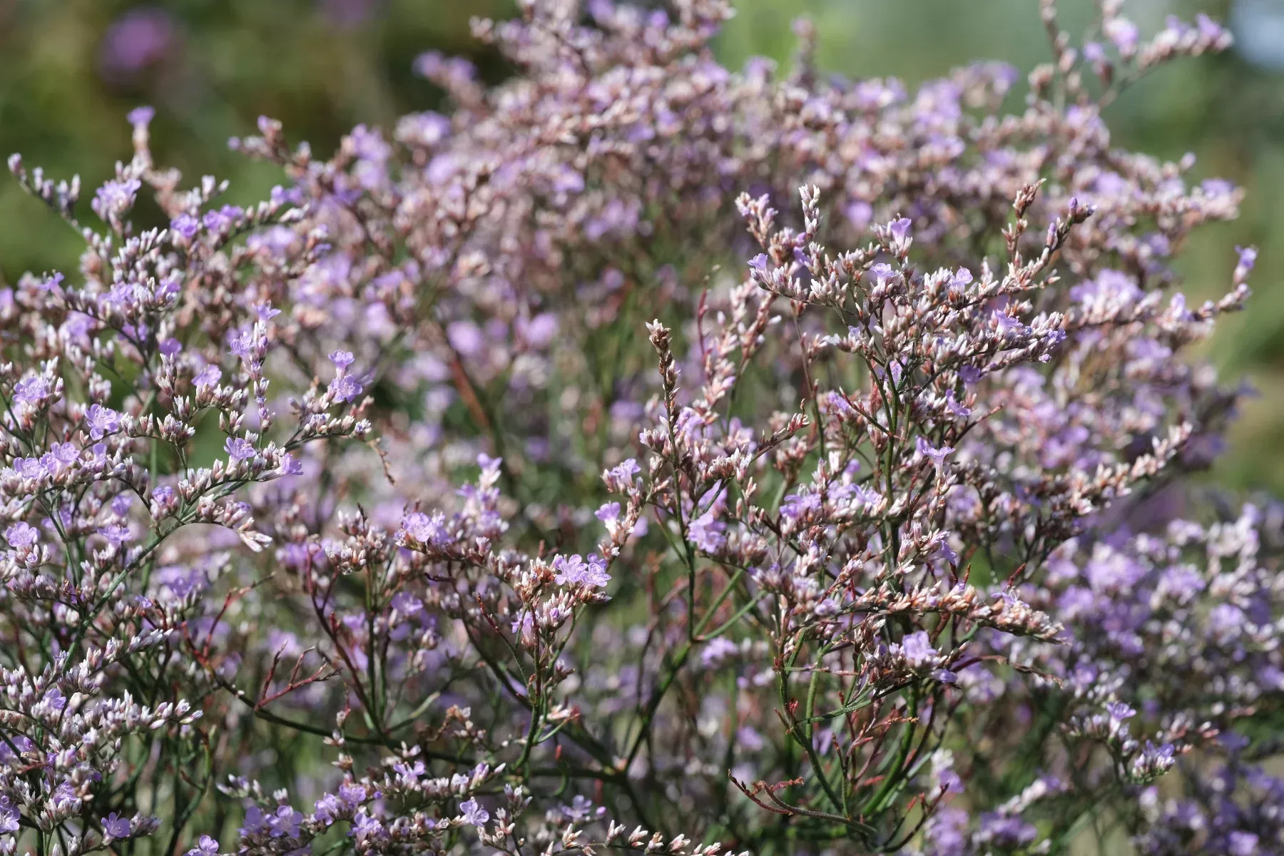 Limonium latifolium | sea lavender