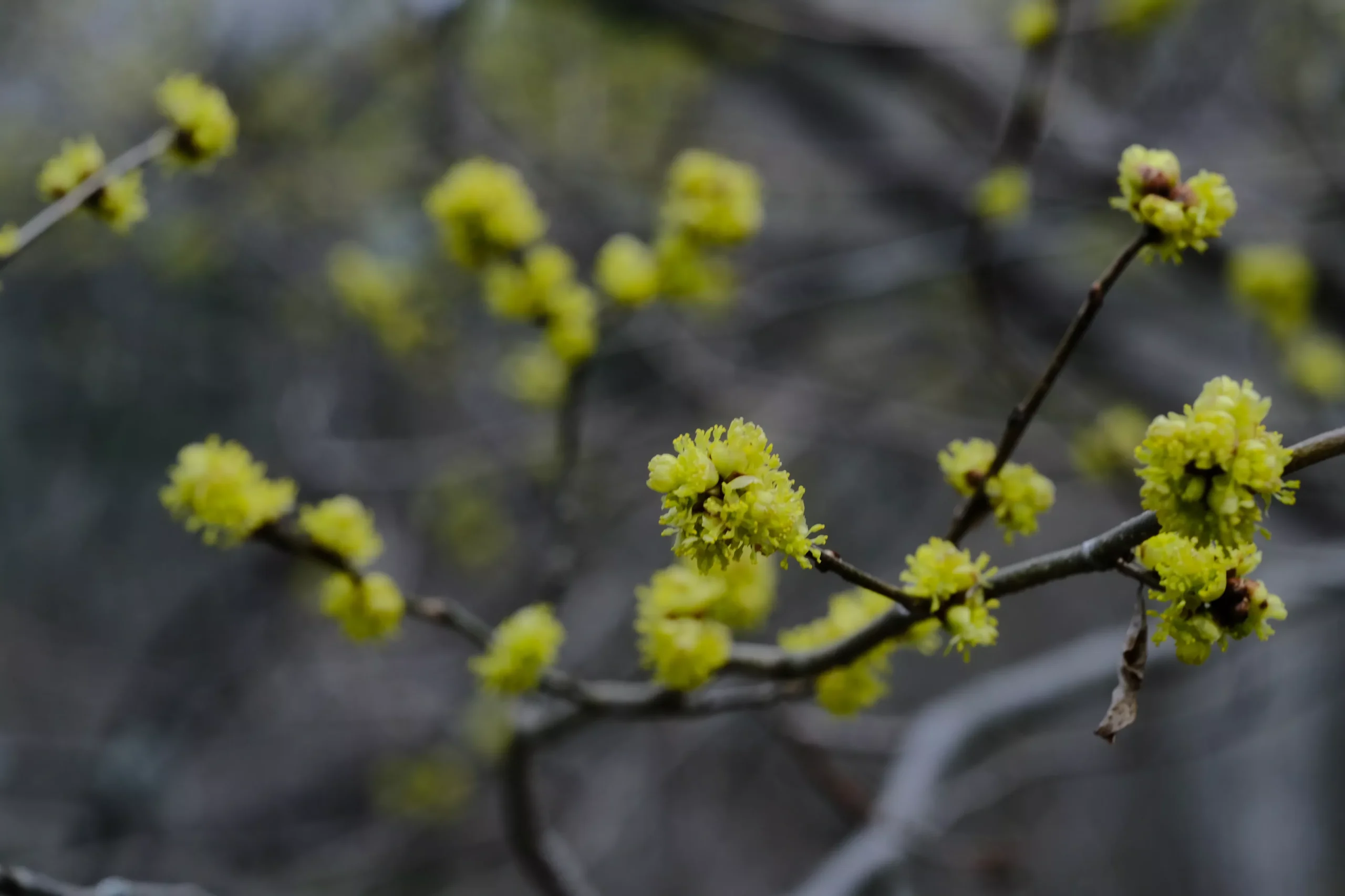 Lindera benzoin | spicebush