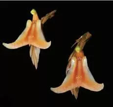 Liparis nutans